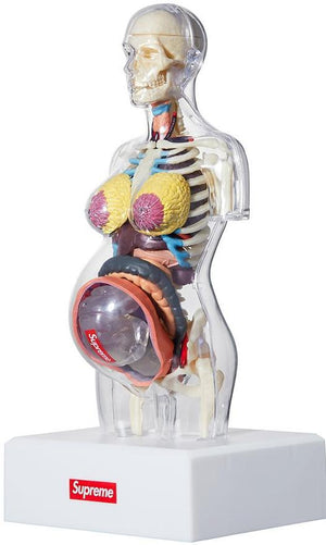 SUPREME - ANATOMY MODEL (FEMALE) - ANATOMY