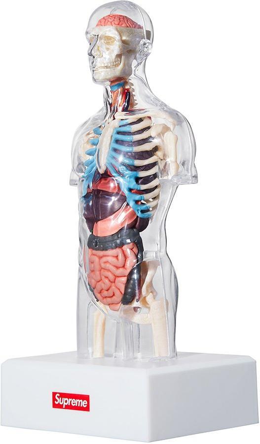 SUPREME - ANATOMY MODEL (MALE) - ANATOMY_5ae9cf05-8deb-44b1-a7c6-d0e766ada032